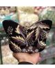 Black Butterfly Shaped Hand Embroidered Clutch